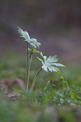 Aconitum septentrionale