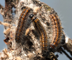 Aporia crataegi