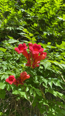 Campsis radicans