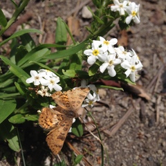 Lithospermum distichum