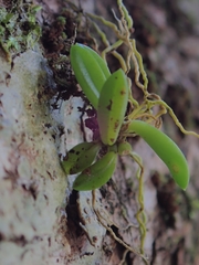 Bulbophyllum shepherdii