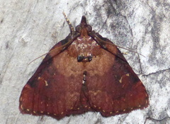 Omphalocera munroei