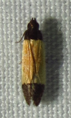 Anacampsis coverdalella