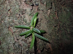 Bulbophyllum shepherdii