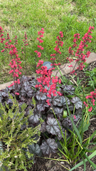 Heuchera sanguinea