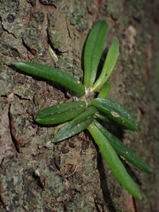 Bulbophyllum shepherdii