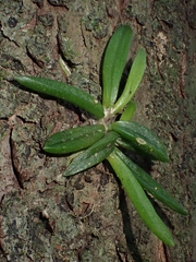 Bulbophyllum shepherdii