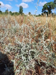 Artemisia taurica