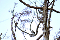 Pyrrhula nipalensis