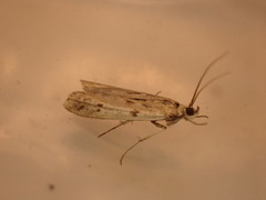 Phycitodes binaevella