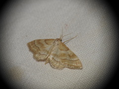 Idaea circuitaria