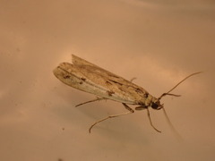 Phycitodes binaevella