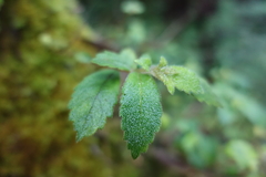 Fieldia australis