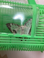 Cyrestis thyodamas mabella