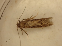 Niditinea fuscella
