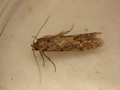 Niditinea fuscella