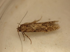 Niditinea fuscella