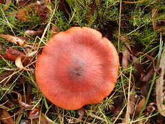 Cortinarius persplendidus