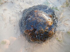 Alicia pretiosa