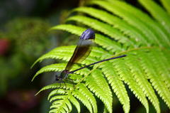 Psolodesmus mandarinus mandarinus