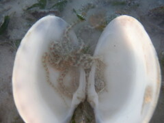 Macrophiothrix melanosticta