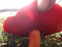 Cortinarius persplendidus