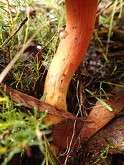 Cortinarius persplendidus