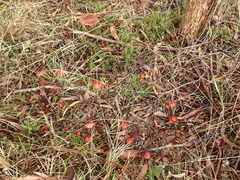 Cortinarius persplendidus