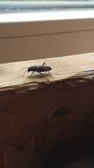 Xylotrechus smei