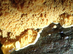 Pseudomerulius