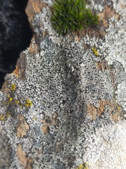 Lecidella carpathica