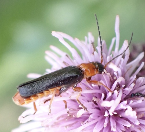 Cantharis flavilabris, Groot-Ammers, Groot-Ammers, South Holland, NL, photo 10 of 10