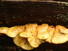 Pseudomerulius