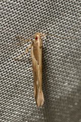 Pyroderces klimeschi