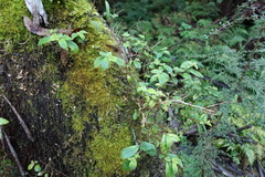 Fieldia australis