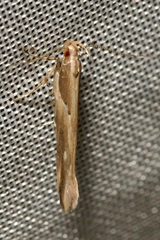 Pyroderces klimeschi