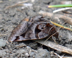 Euclidia ardita