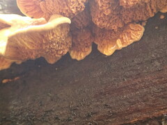Pseudomerulius
