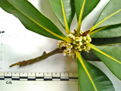 Calophyllum sil