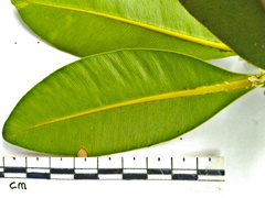 Calophyllum sil