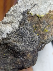 Rhizocarpon distinctum