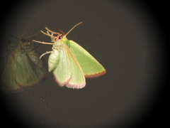 Eucrostes indigenata