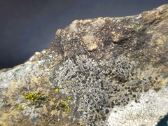 Rhizocarpon distinctum