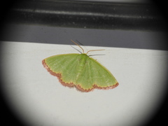 Eucrostes indigenata