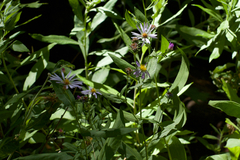 Symphyotrichum greatae