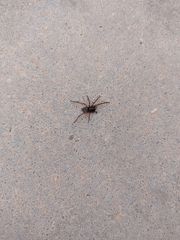 Lycosoides coarctata