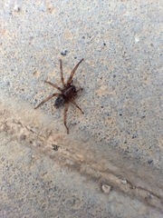 Lycosoides coarctata