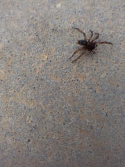 Lycosoides coarctata