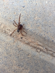 Lycosoides coarctata