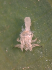 Cacopsylla pulchella